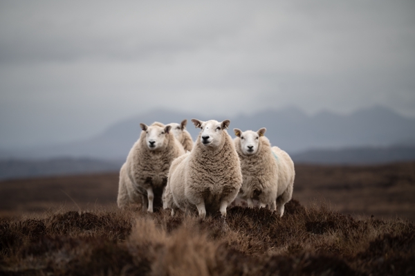 Scotland đ´ó §ó ˘ó łó Łó ´ó ż 2024